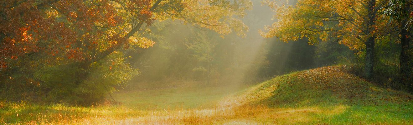 Autumnal forest scene with fog, sunlight, and a grassy clearing.