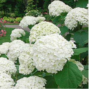 White hydrangea flowers in full bloom. Green foliage and manicured lawn in background.