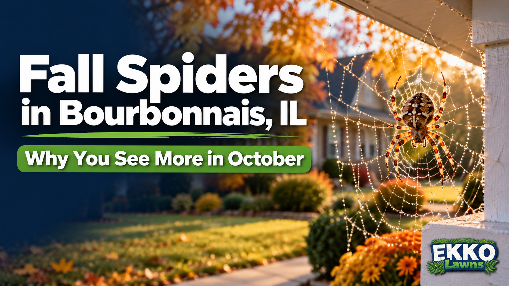 Fall spiders in Bourbonnais, IL with spiderwebs on shrubs and the text “Why You See More in October”