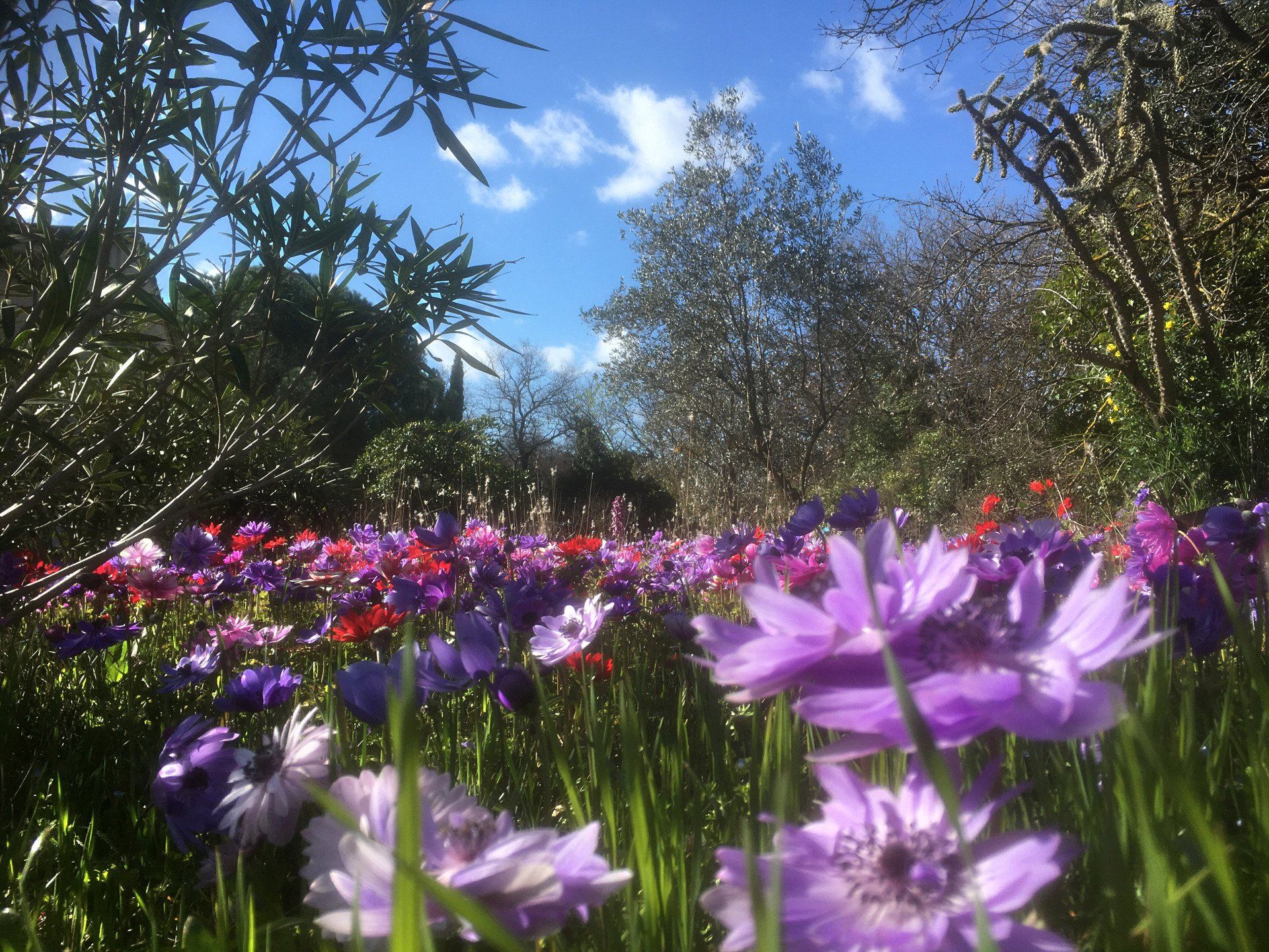 Des fleurs sauvages violettes dans une prairie ensoleillée sous un ciel d'un bleu éclatant