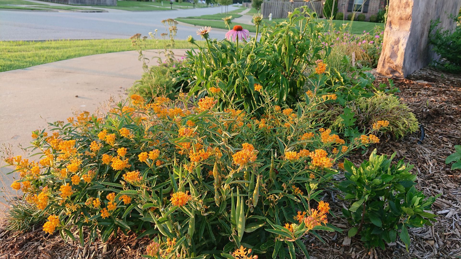 A garden bed with orange and purple flowers next to a sidewalk and tree.