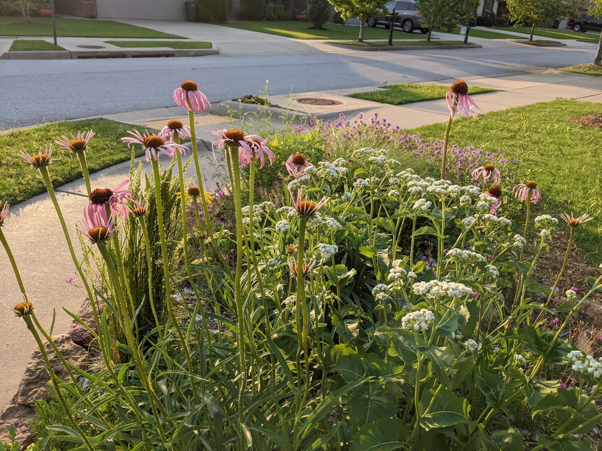Flower garden with pink coneflowers, white flowers, and lush green foliage beside a sidewalk.
