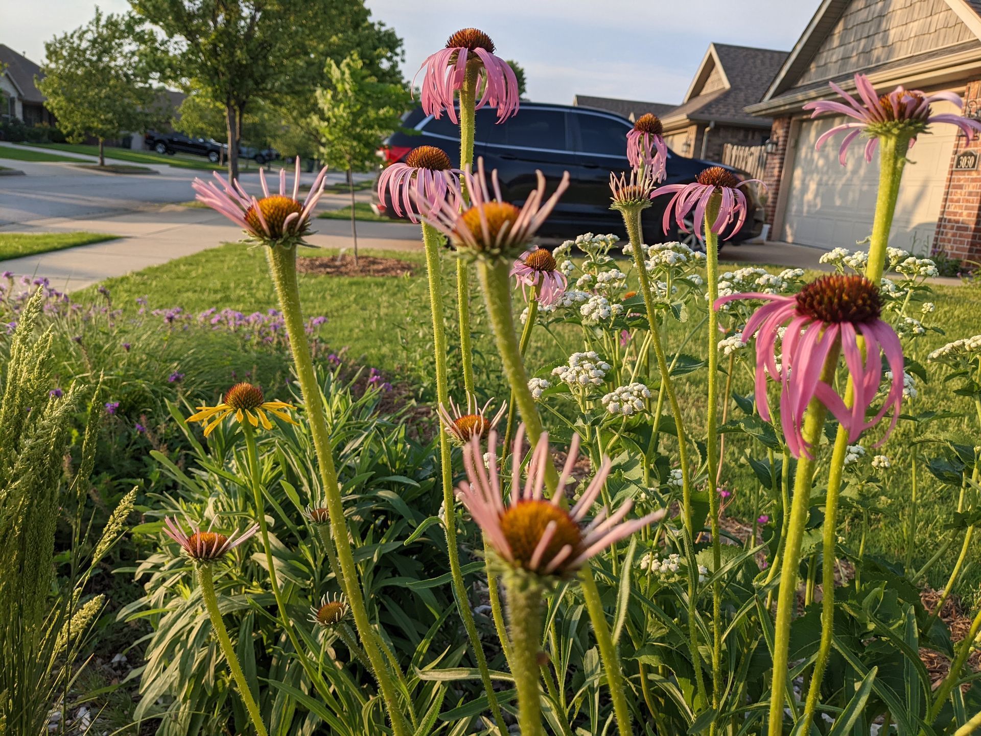 Purple coneflowers blooming in a sunny garden bed, with houses and a car in the background.