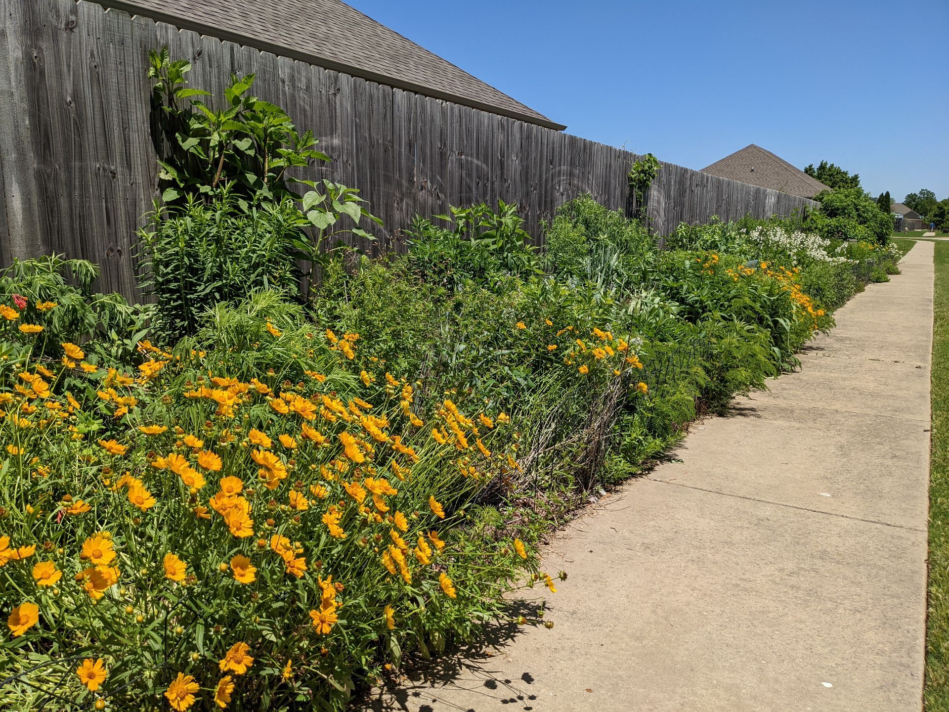 A sunny sidewalk lined with a garden of yellow flowers and green plants next to a wooden fence.