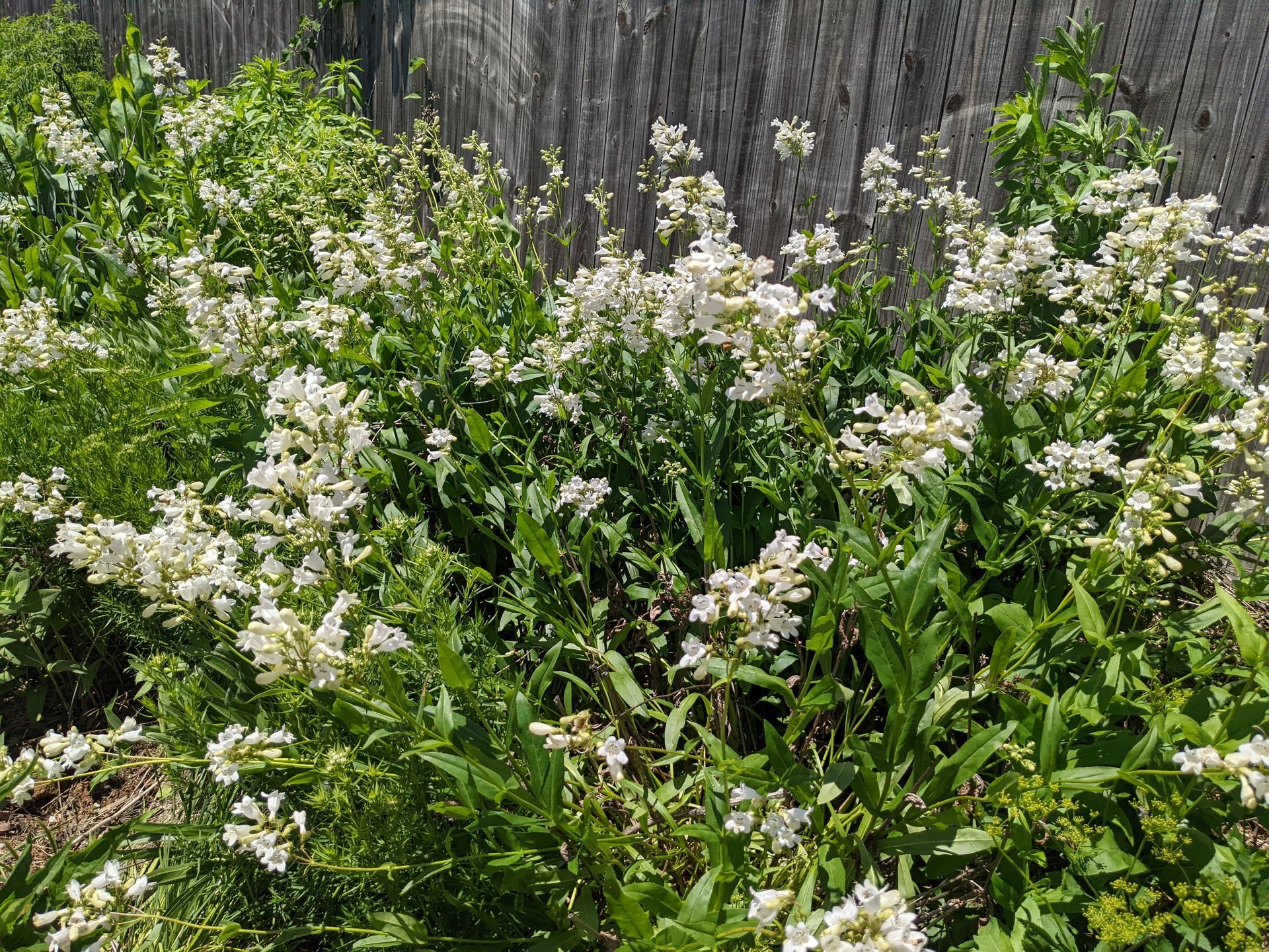 White flowering plants grow in front of a wooden fence.