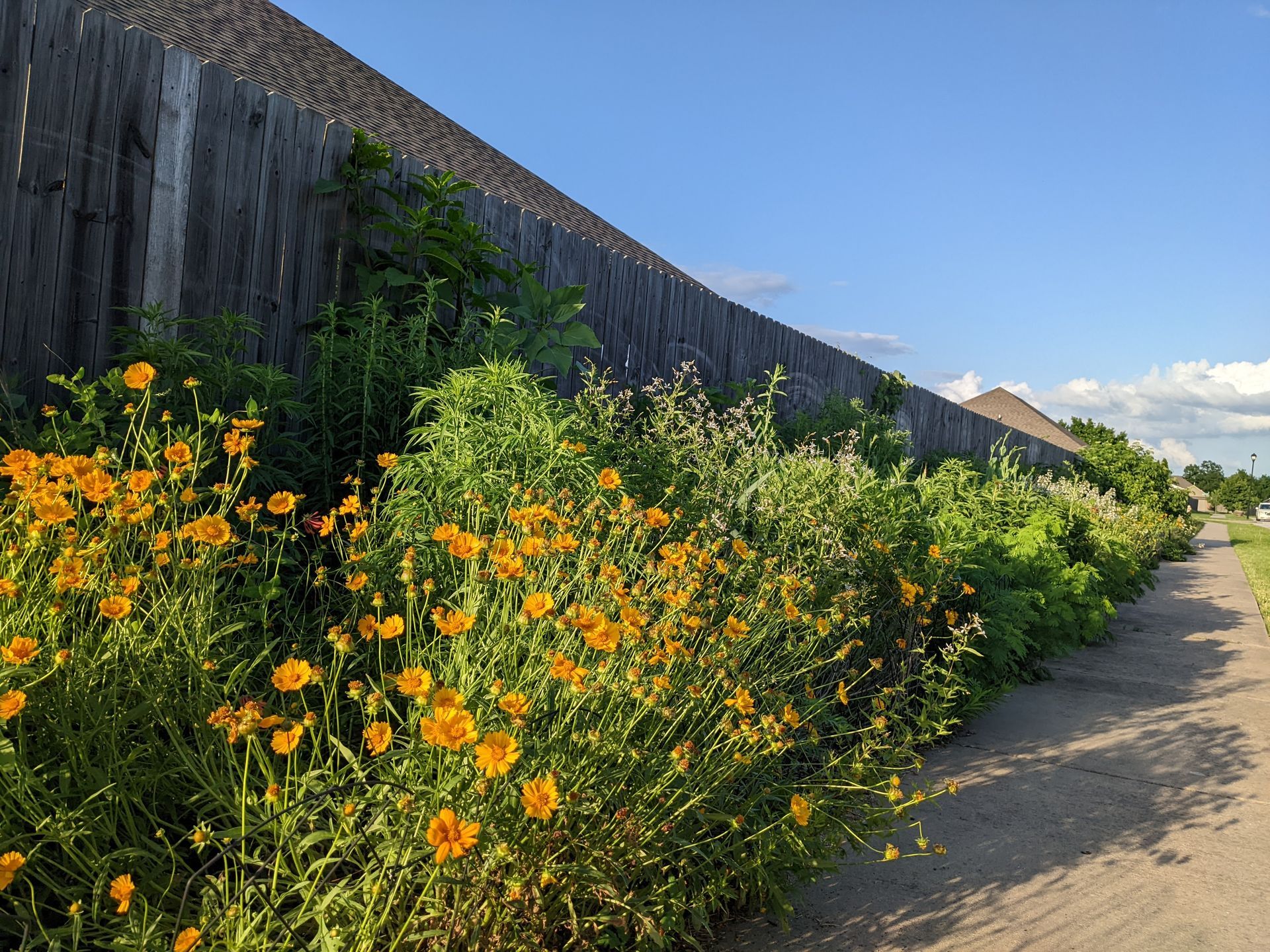 Yellow wildflowers and green bushes border a sidewalk next to a tall wooden fence under a blue sky.