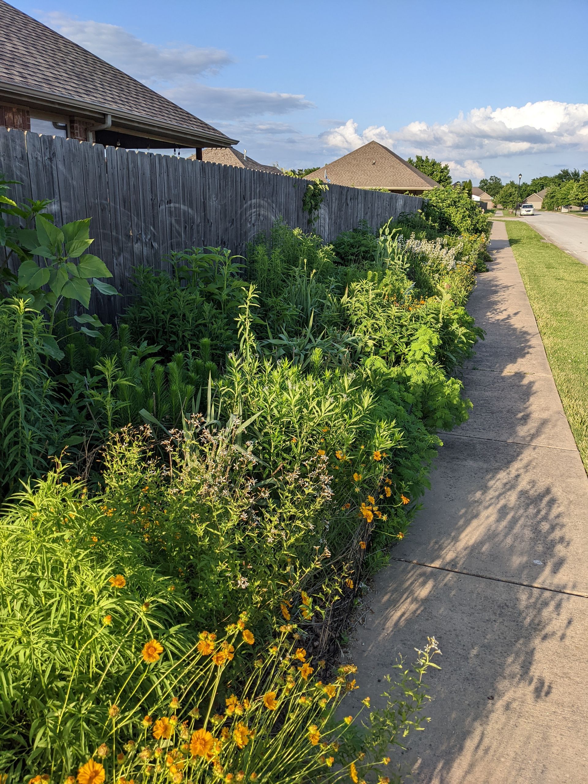 Lush garden with various green plants and yellow flowers along a sidewalk next to a wooden fence.