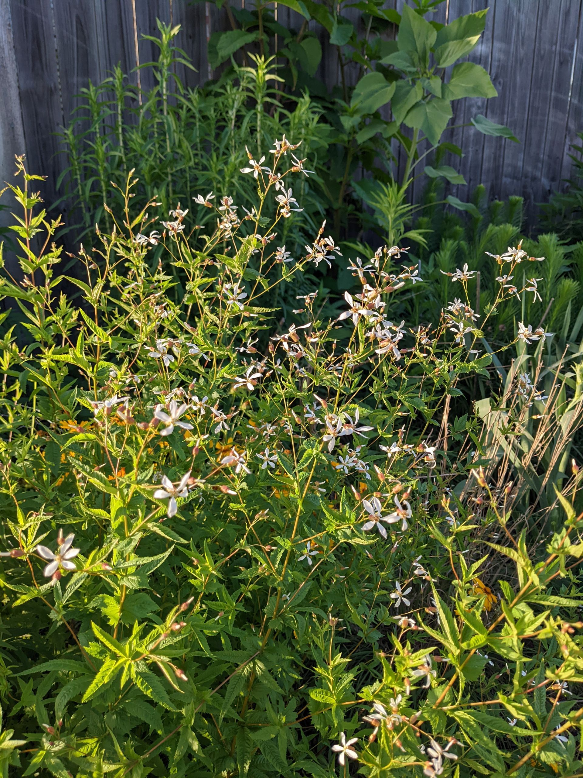 Flowering white star-shaped blooms on a green plant growing near a wooden fence.