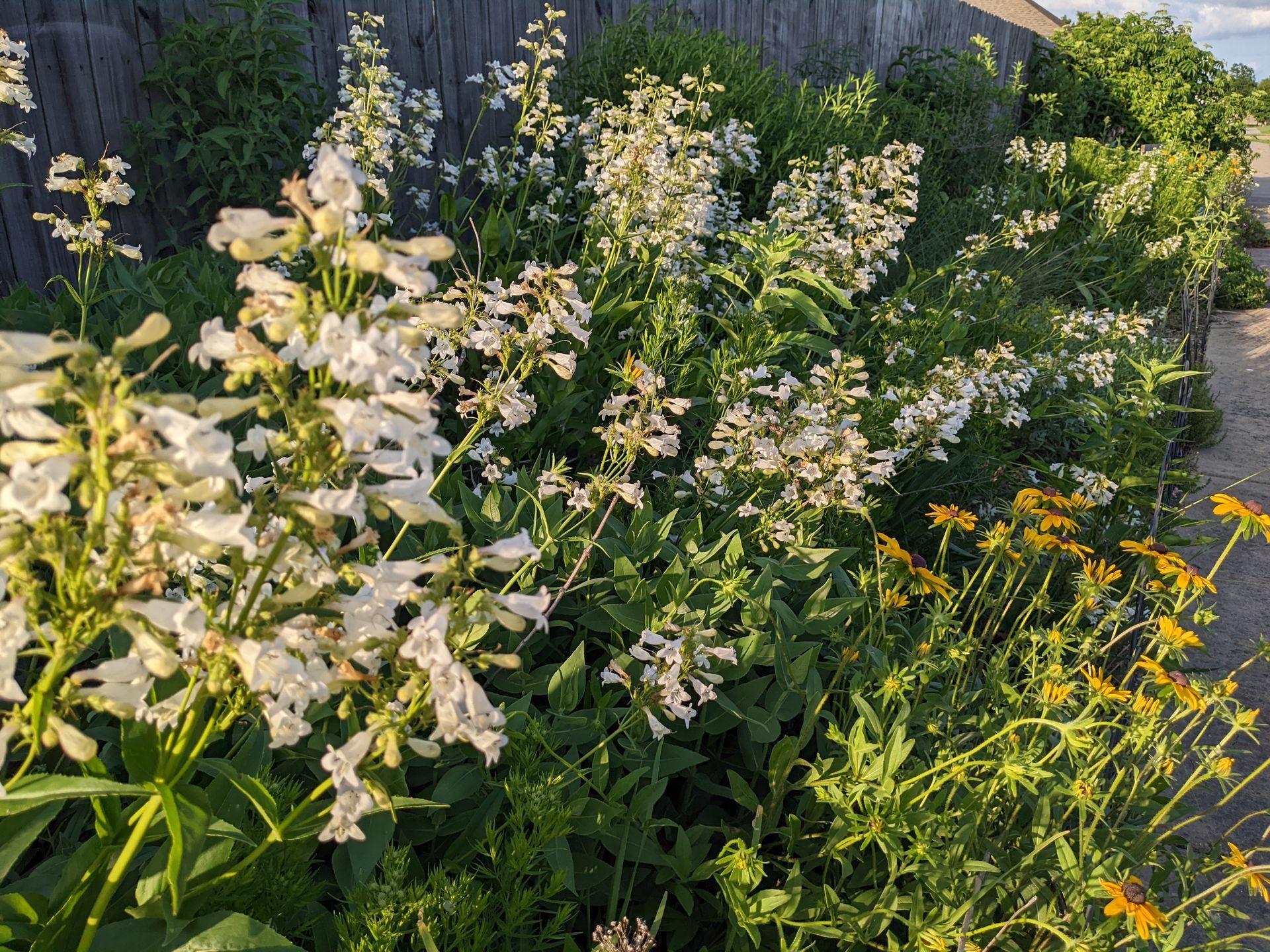 White and yellow wildflowers in a garden bed next to a wooden fence and a pathway.