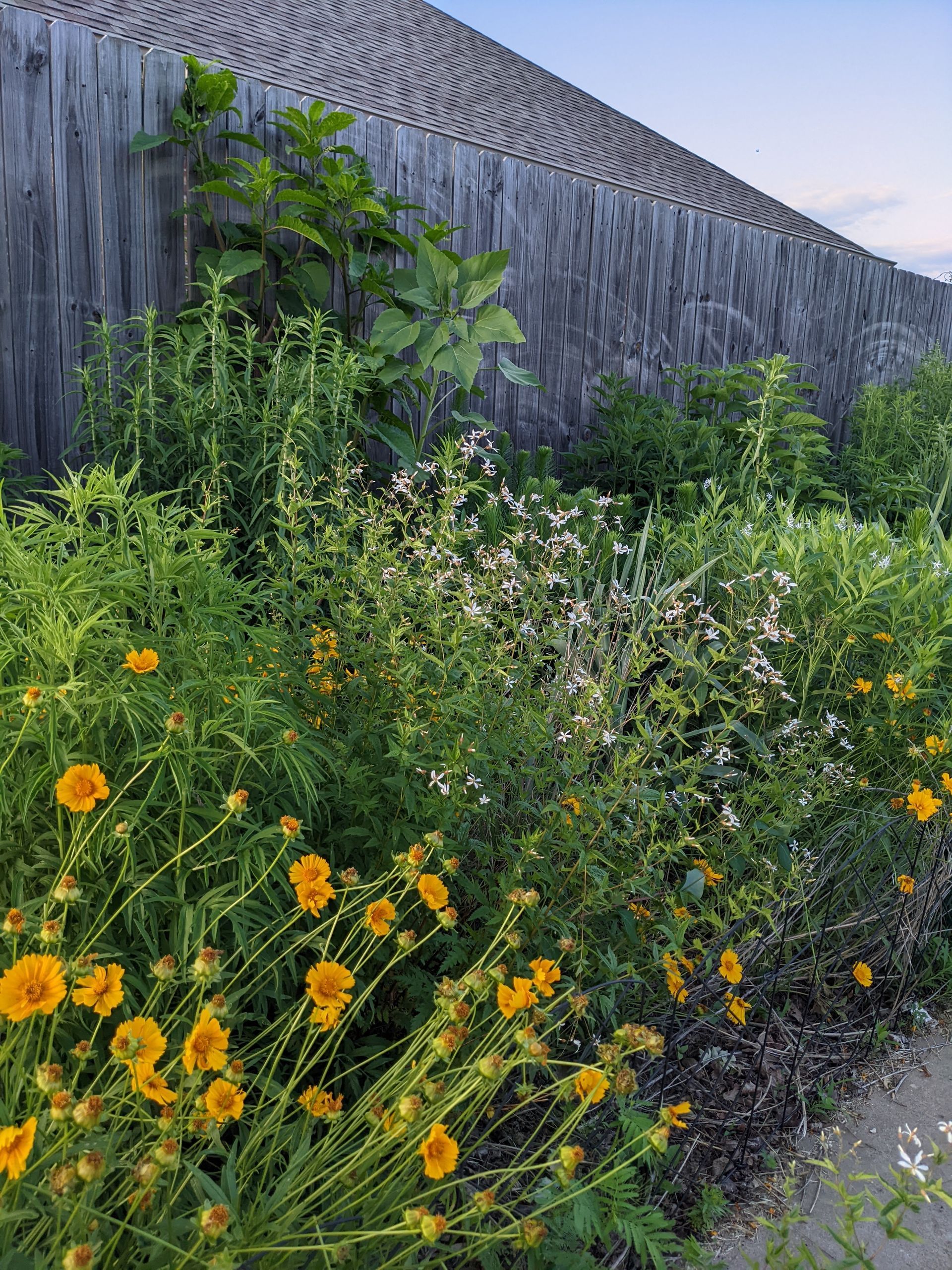 Yellow wildflowers bloom in a garden, with greenery against a textured wooden wall.