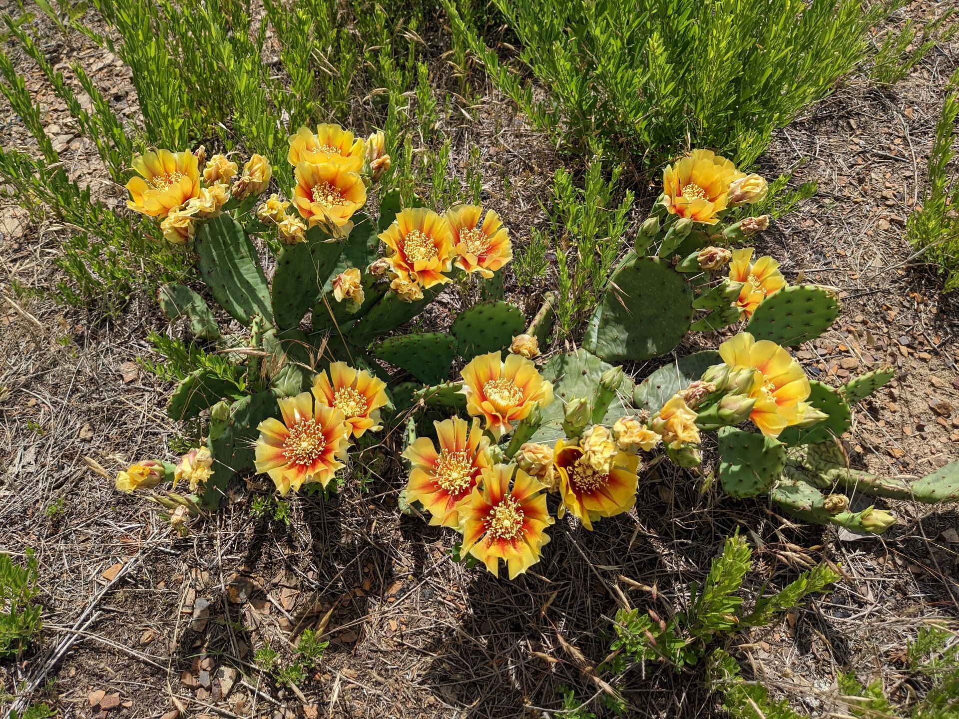 Prickly pear cactus with bright yellow and red flowers blooming in a grassy field.