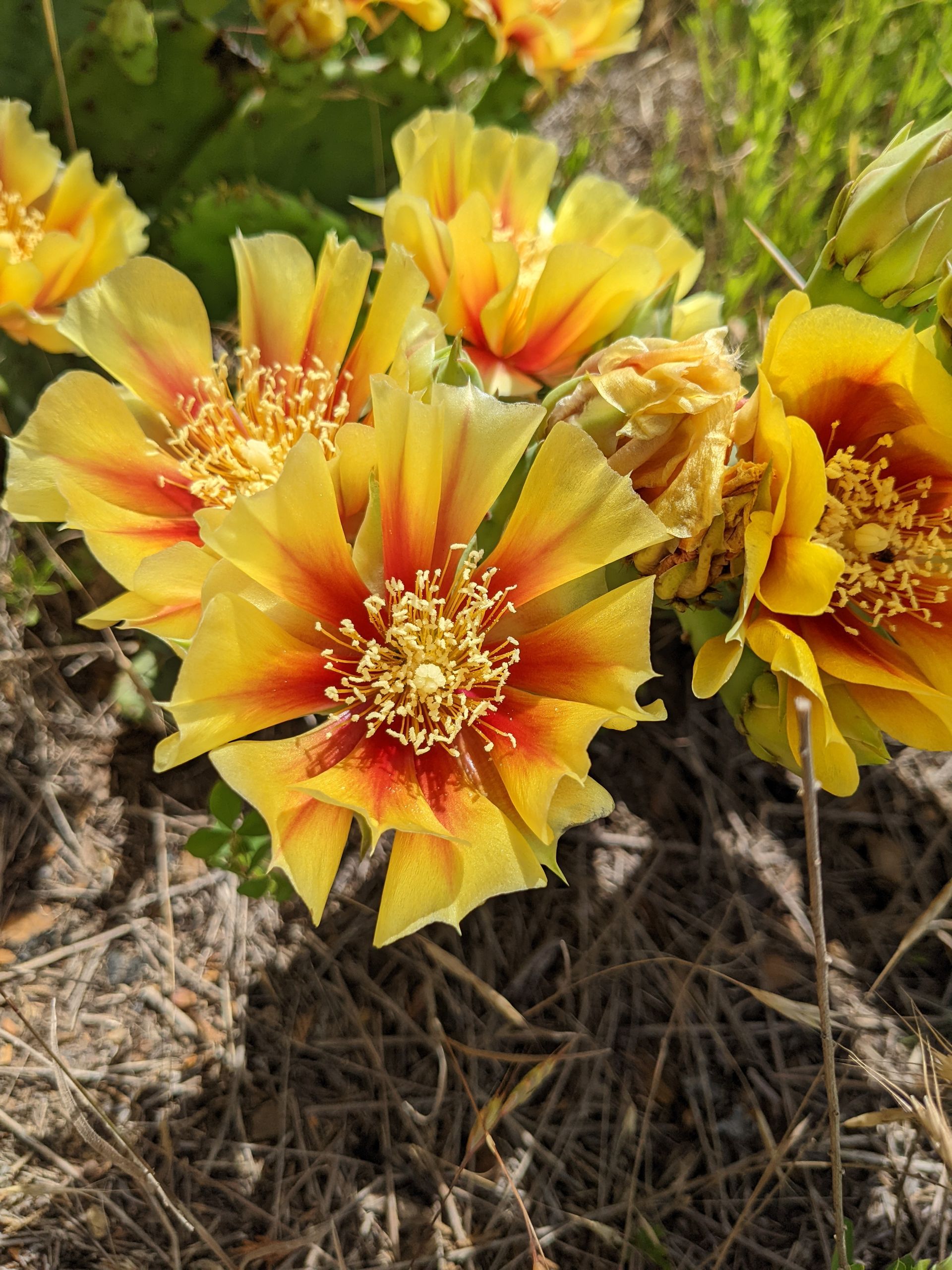 Bright yellow and red cactus flowers in a natural setting.