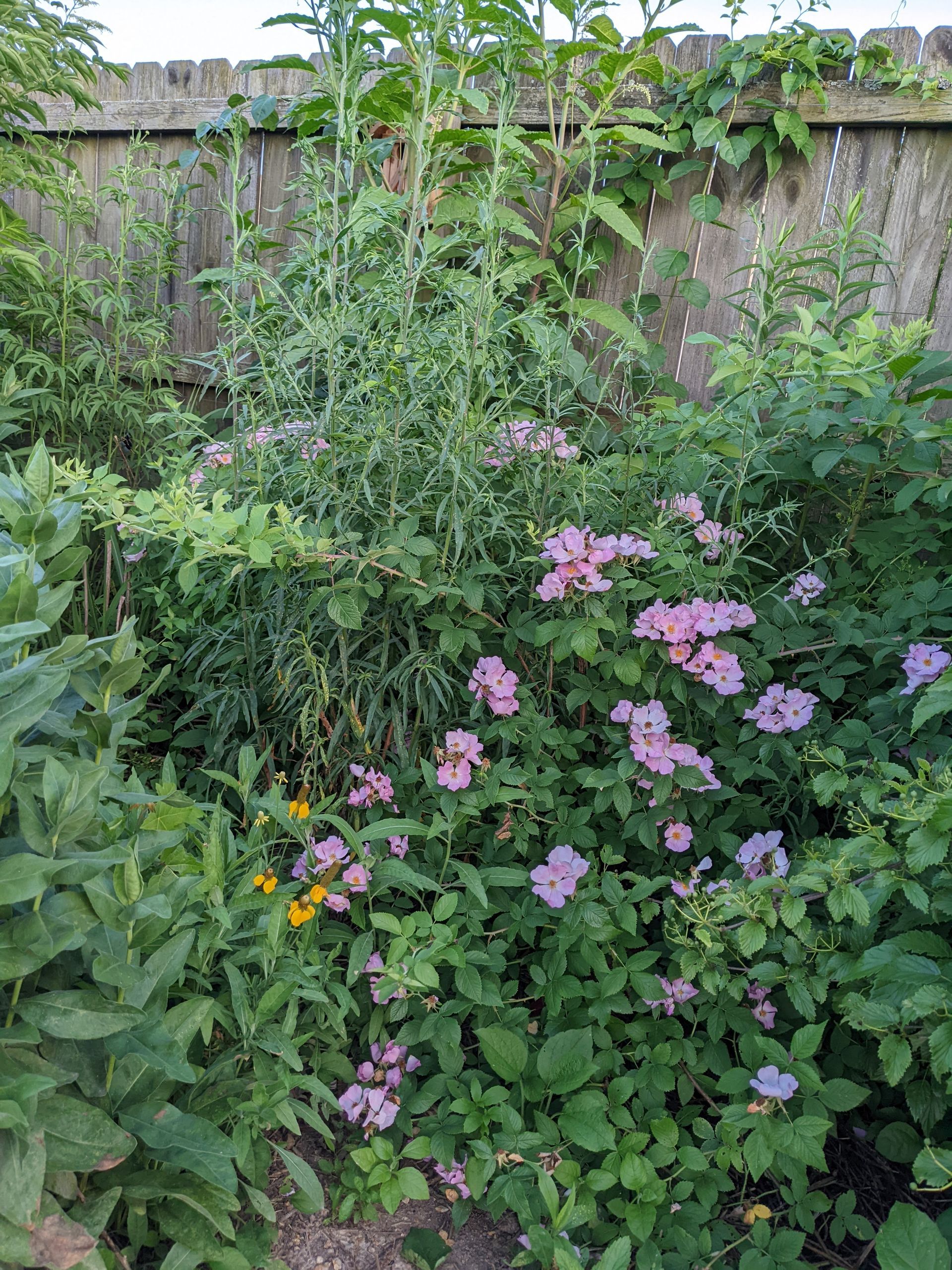 A lush garden with pink and yellow flowers in front of a wooden fence.
