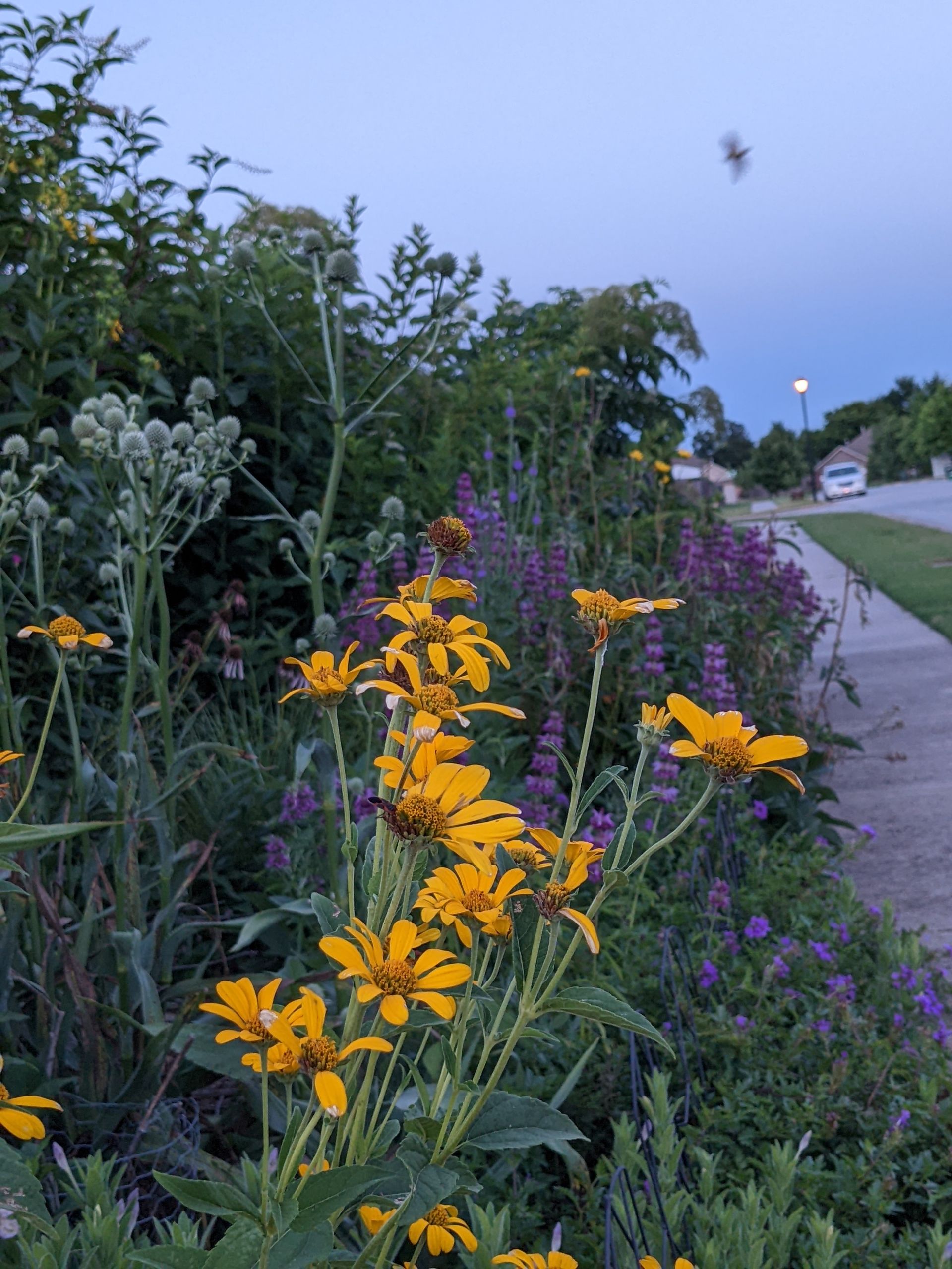 Yellow wildflowers and purple flowers in a garden bed next to a sidewalk with a street and blue sky in the background.