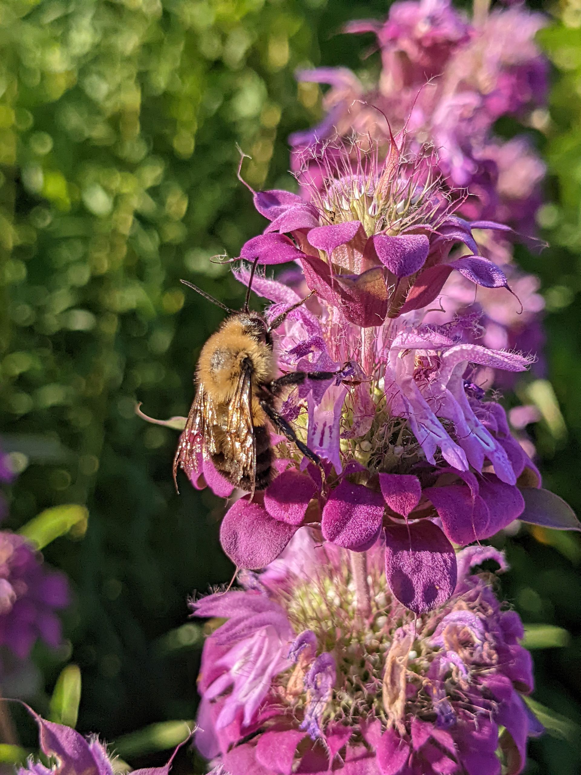 Bee collecting nectar from a vibrant purple flower in a garden setting.
