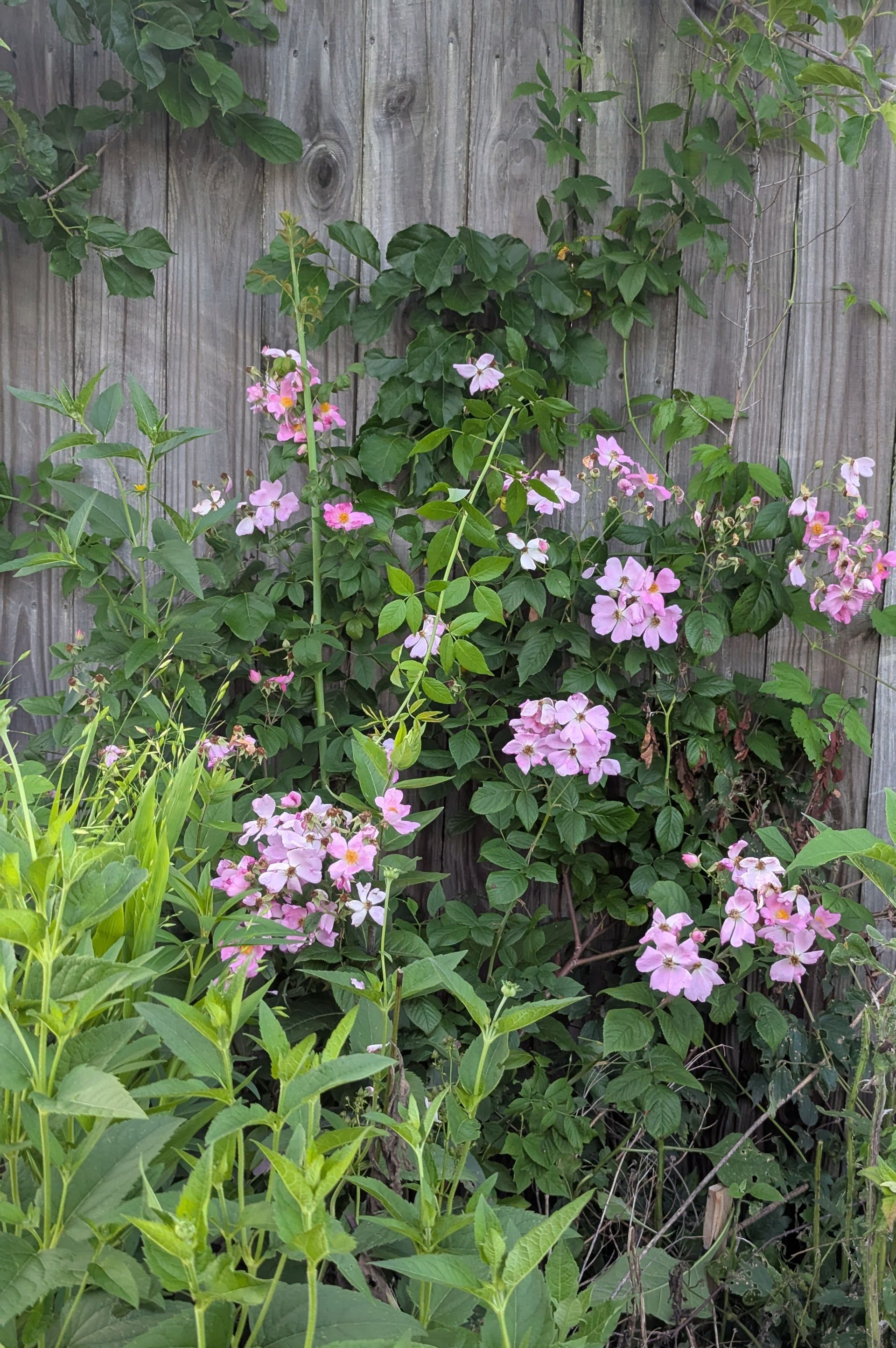 Pink rose bush climbing a weathered wooden fence.