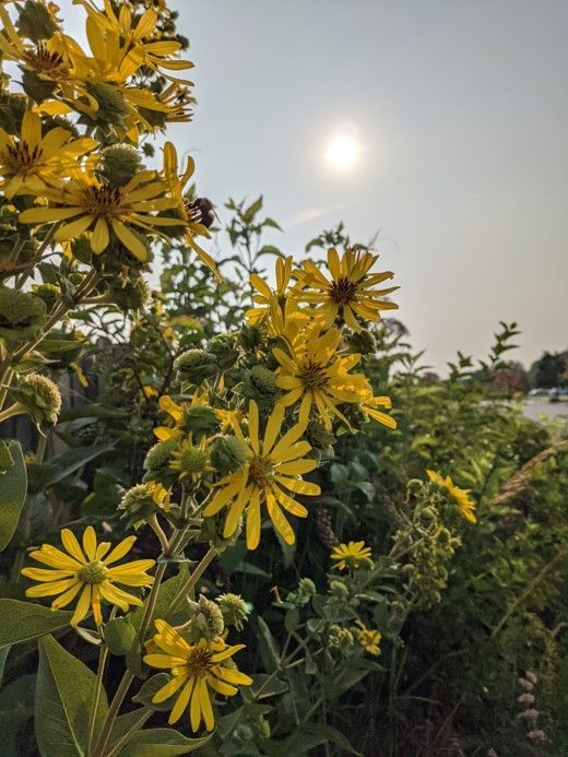 Yellow wildflowers with the sun shining, near greenery.