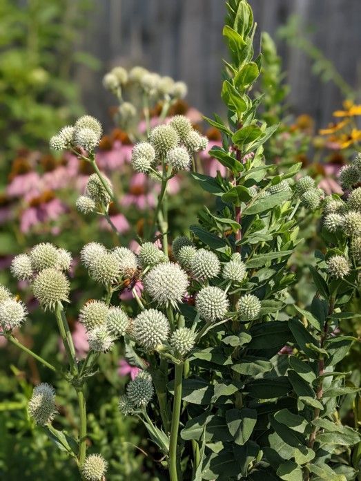 Green and white globe-shaped flowers in a garden bed, with pink coneflowers in the background.