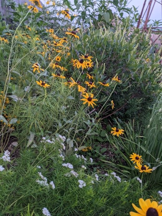 Yellow and black coneflowers bloom in a lush, green garden with white flowers.