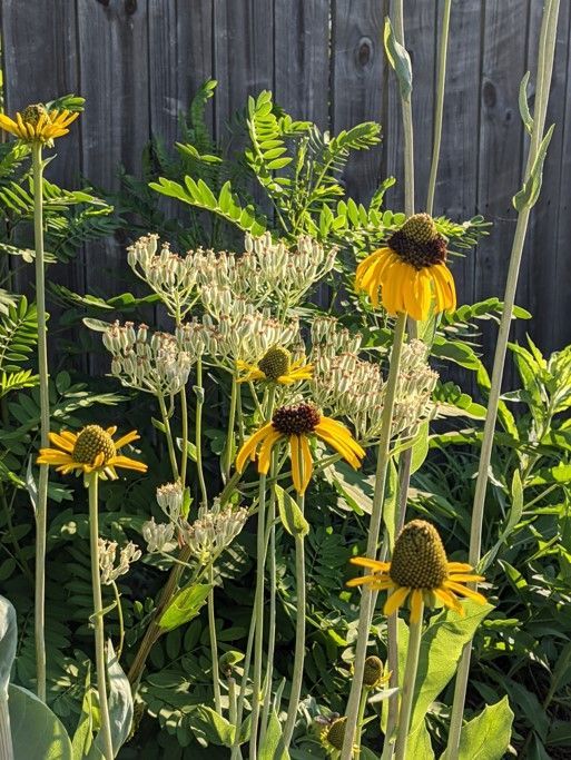 Yellow coneflowers with brown centers, white flowers, and green foliage against a wooden fence.