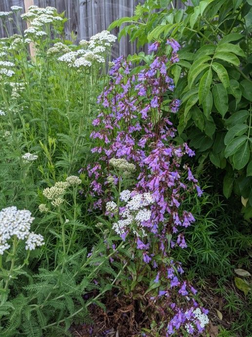 Purple and white flowering plants growing in a garden, with a wooden fence background.