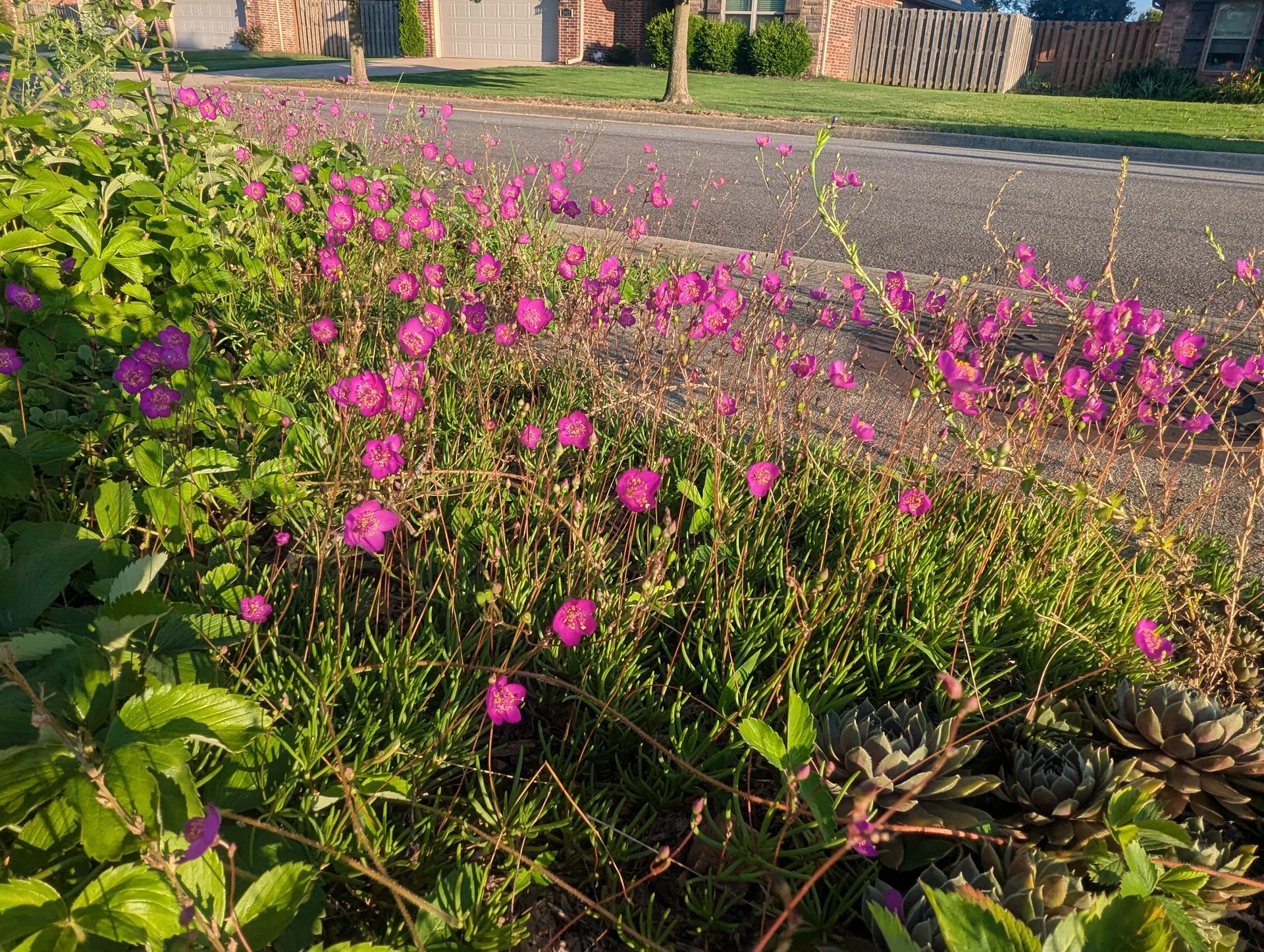 Pink flowers bloom in a roadside flower bed; green foliage; paved road in the background.