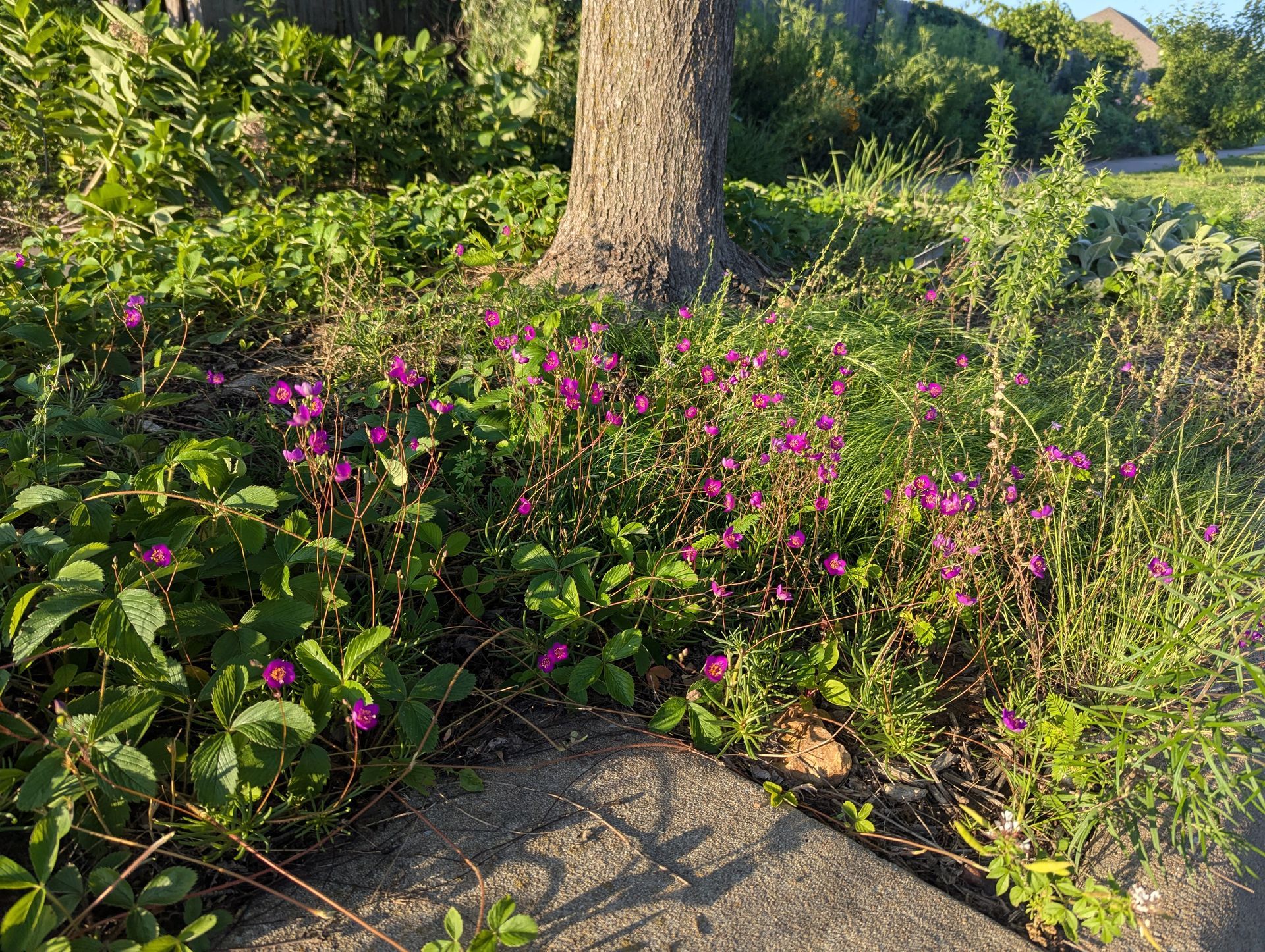 Pink flowers bloom around a tree trunk, growing near a sidewalk.