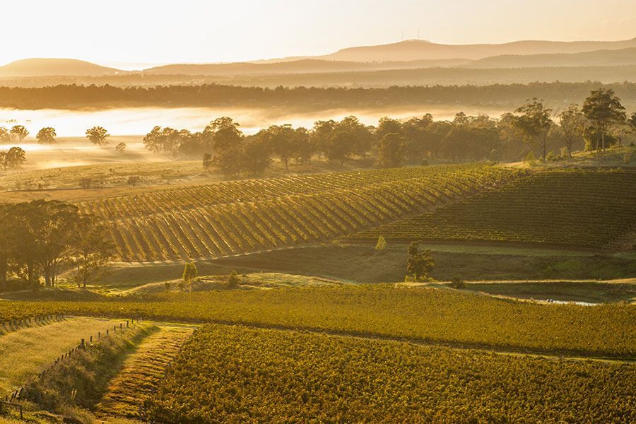 A View of A Vineyard at Sunset with Mountains in The Background — Novocastrian Removals & Storage in Cessnock, NSW