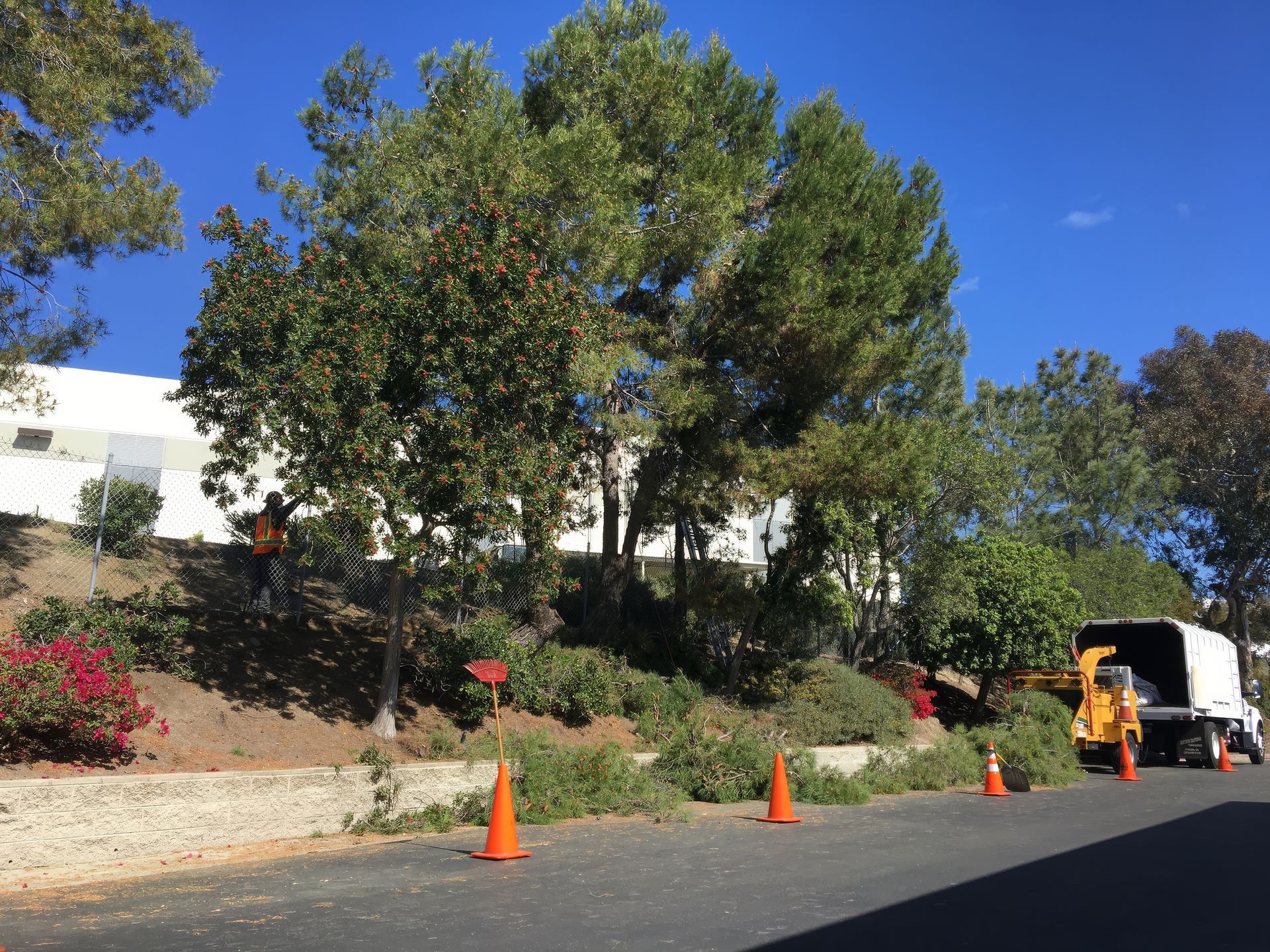 A truck is parked on the side of the road next to a tree that's getting work done on it