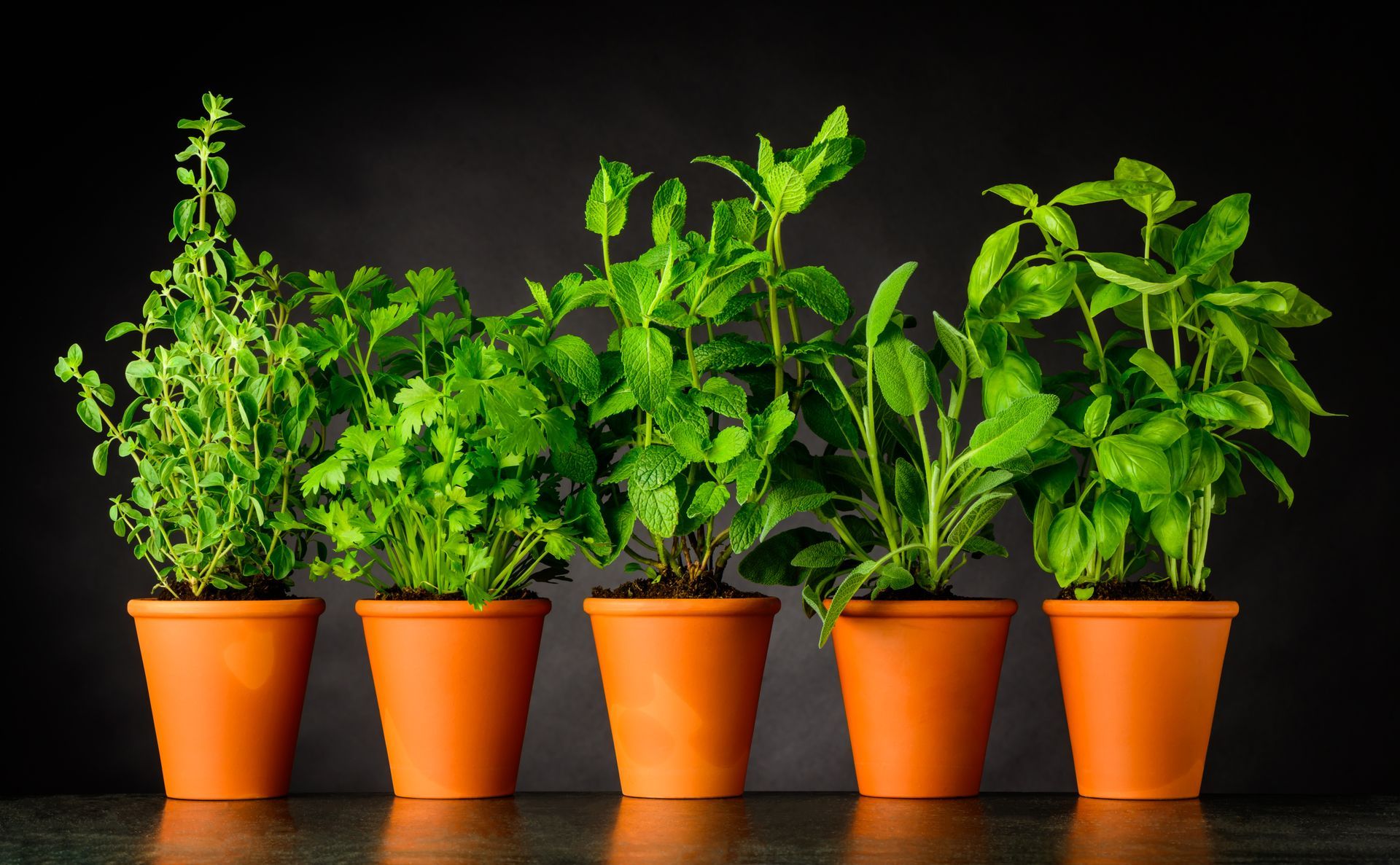 Piante Facili da Coltivare per il Tuo Giardino