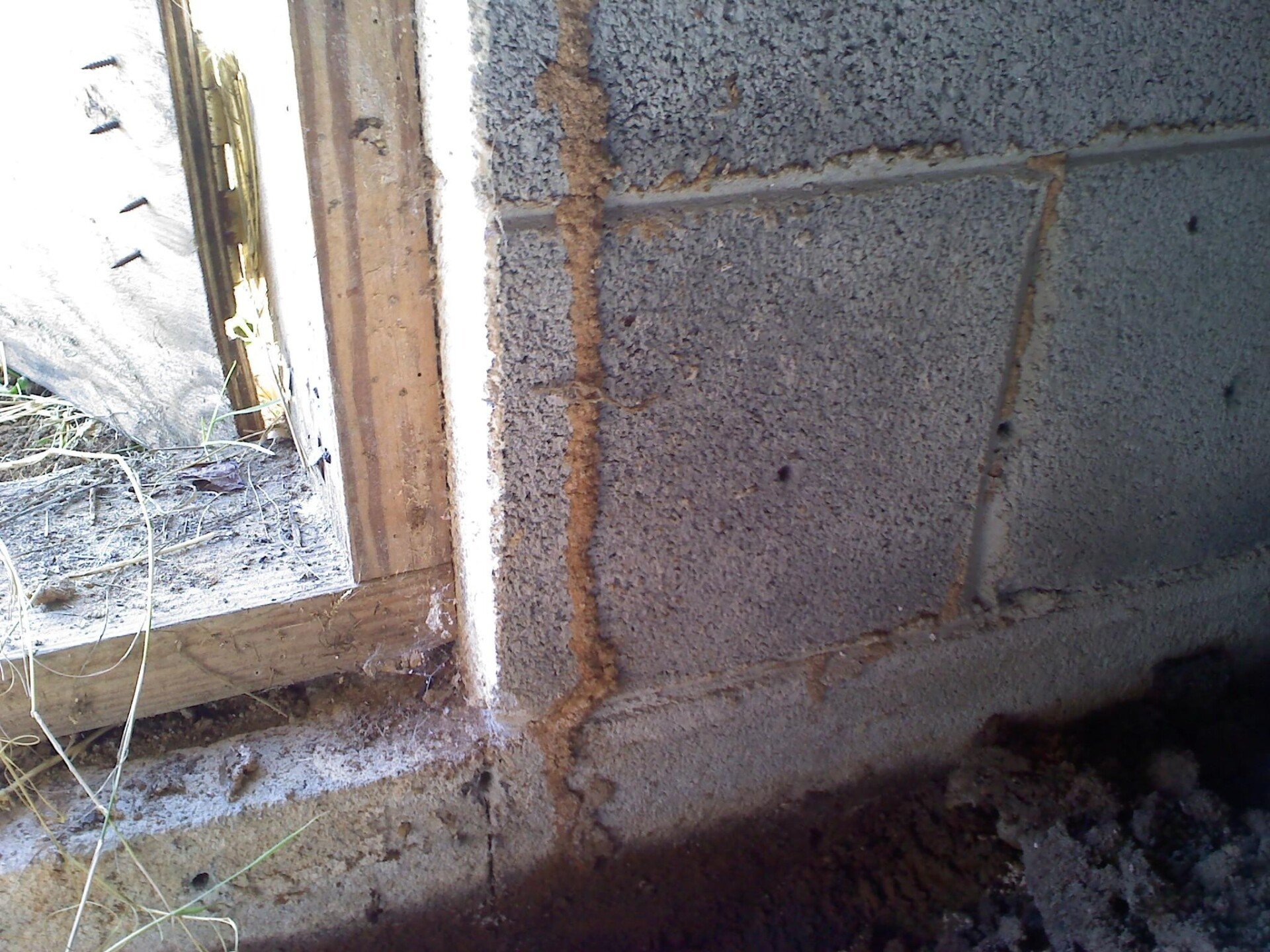 Termites Henderson, NC Whitco Bug Warriors