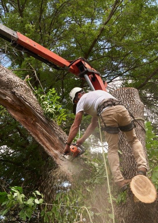 tree cutting service