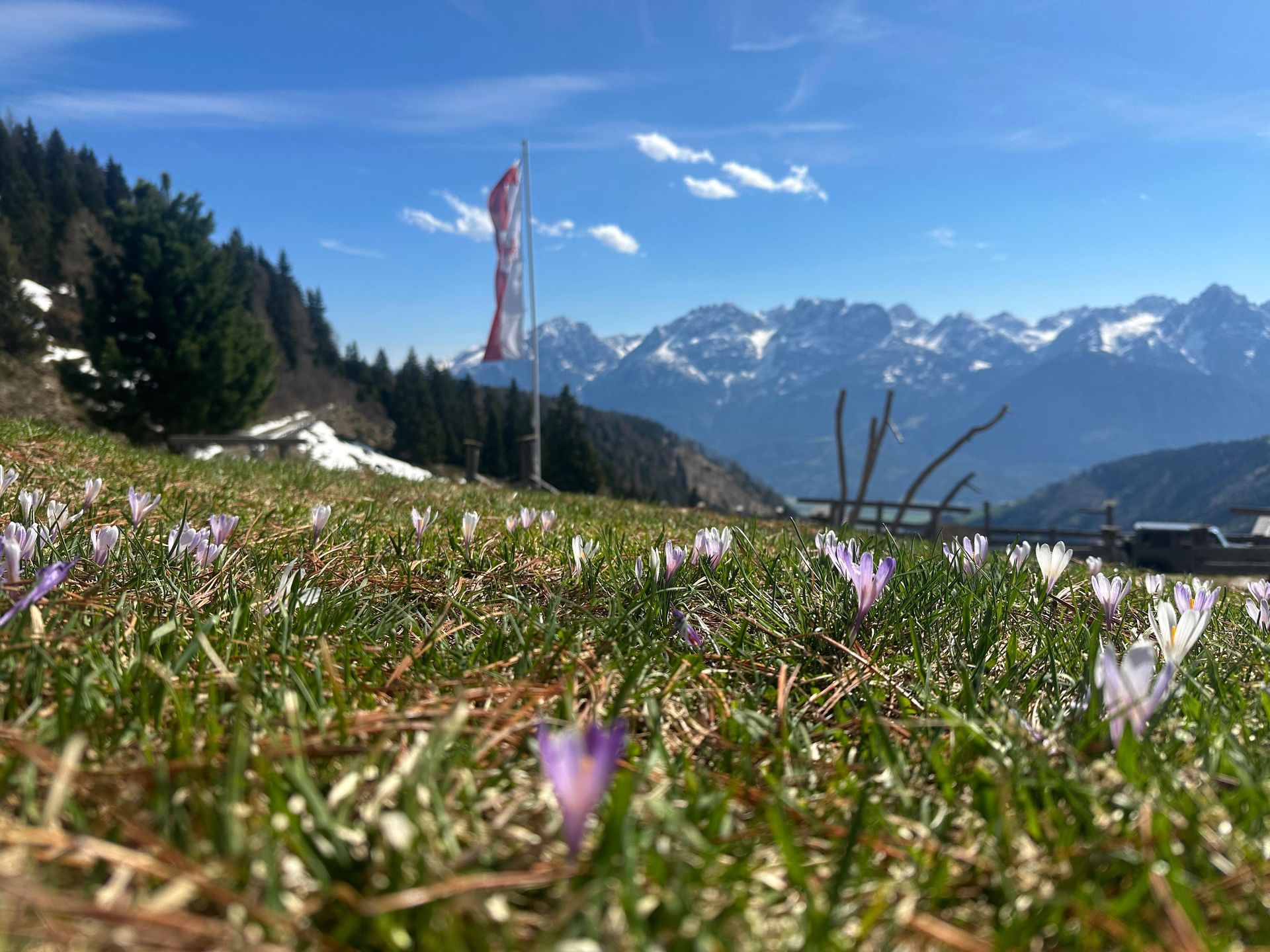 Ein Blumenfeld mit Bergen im Hintergrund und einer Flagge im Vordergrund.