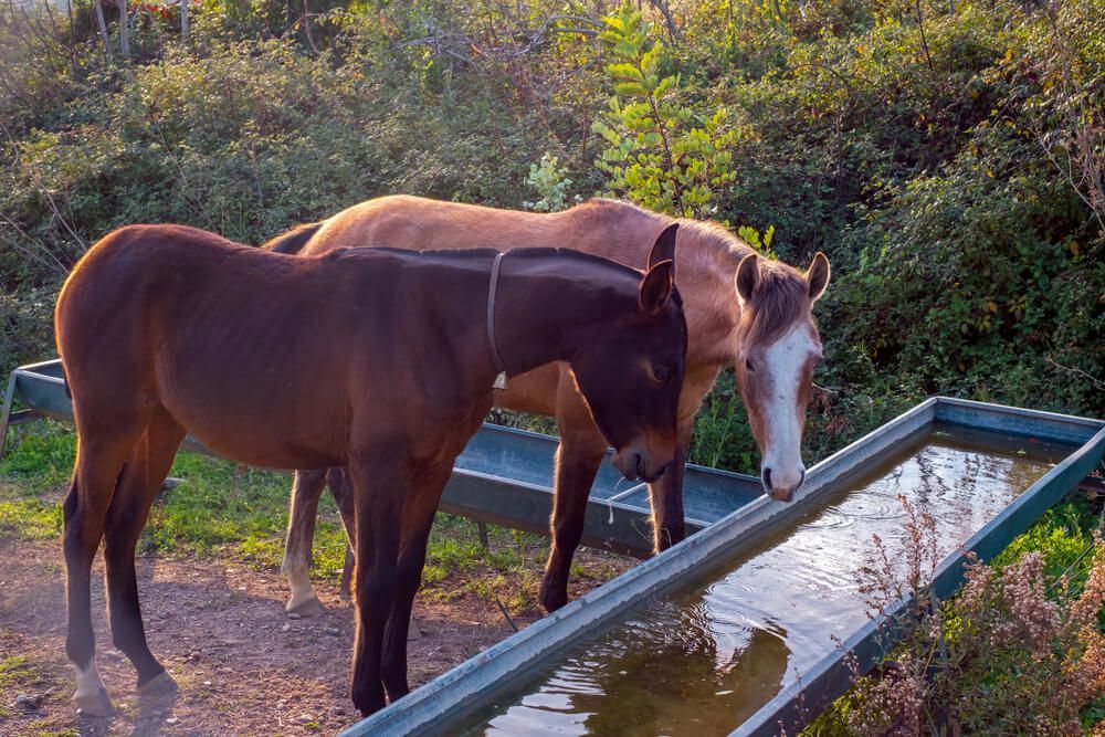Two Horses Are Drinking Water from A Water Trough — Hazells Farm & Fertilizer Services in Taminda, NSW