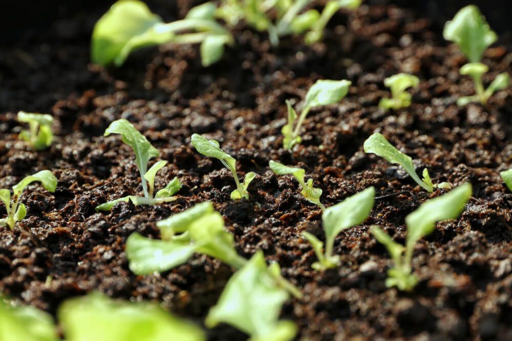 A Bunch of Small Plants Are Growing out Of the Ground — Hazells Farm & Fertilizer Services in Taminda, NSW