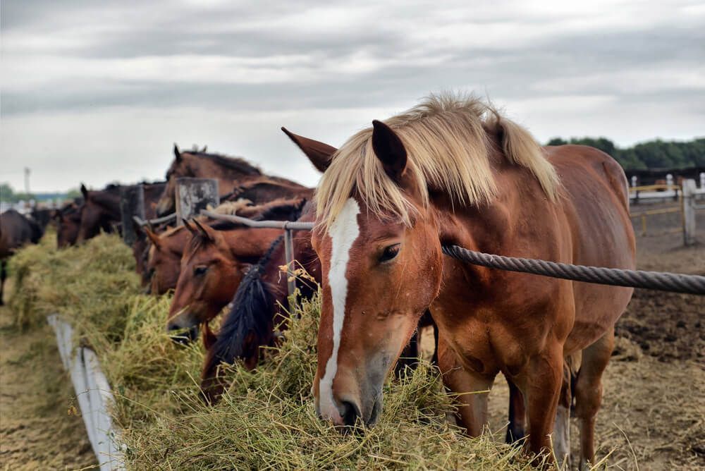 A Herd of Horses Are Eating Hay from A Fence — Hazells Farm & Fertilizer Services in Taminda, NSW