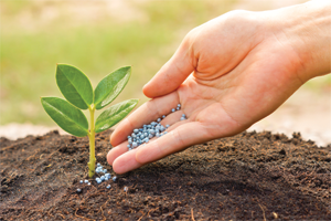 A Person Is Applying Fertilizer to A Small Plant — Hazells Farm & Fertilizer Services in Taminda, NSW