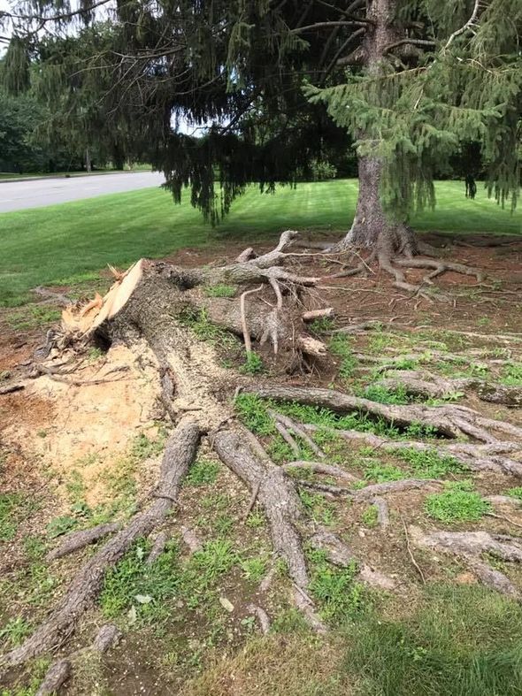 Tree stump with exposed roots lying in grass, next to a standing tree and a road.