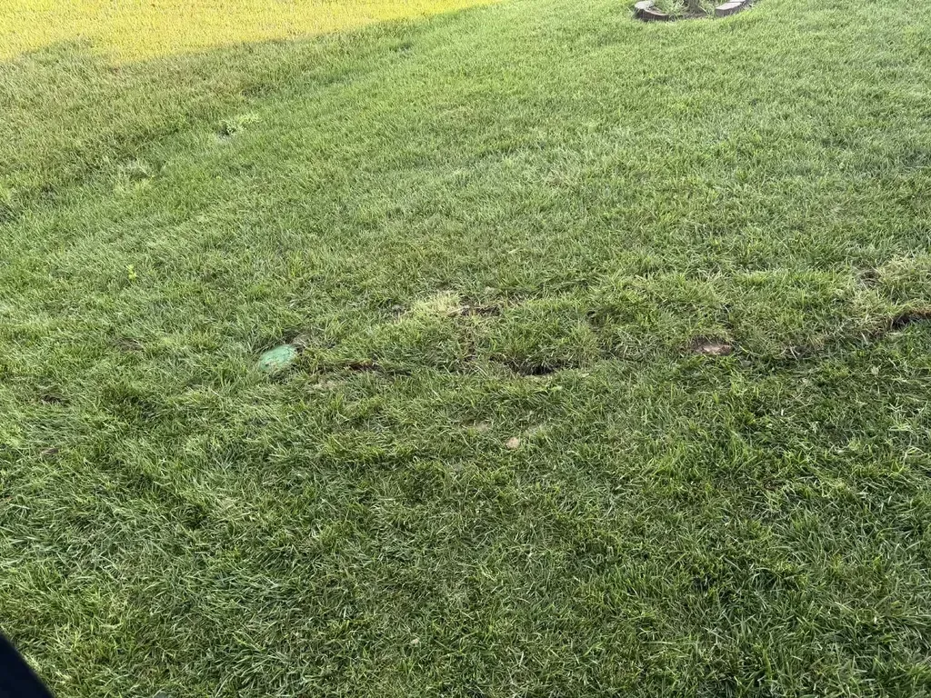 Lush green lawn with a small green drain basin showing