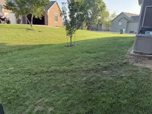 Green lawn in a residential area with a young tree and newly filled drainage trench