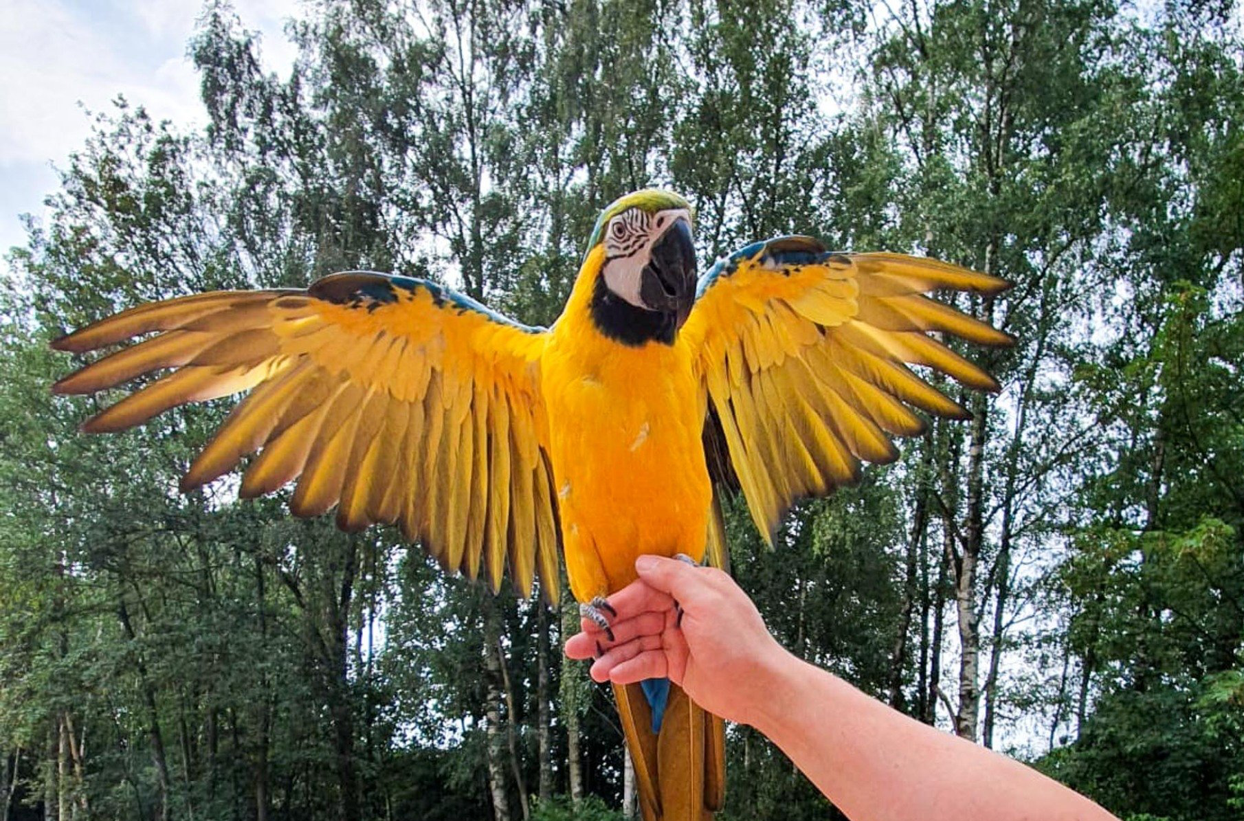 Ara mit ausgebreiteten Flügeln, von einer Hand gehalten