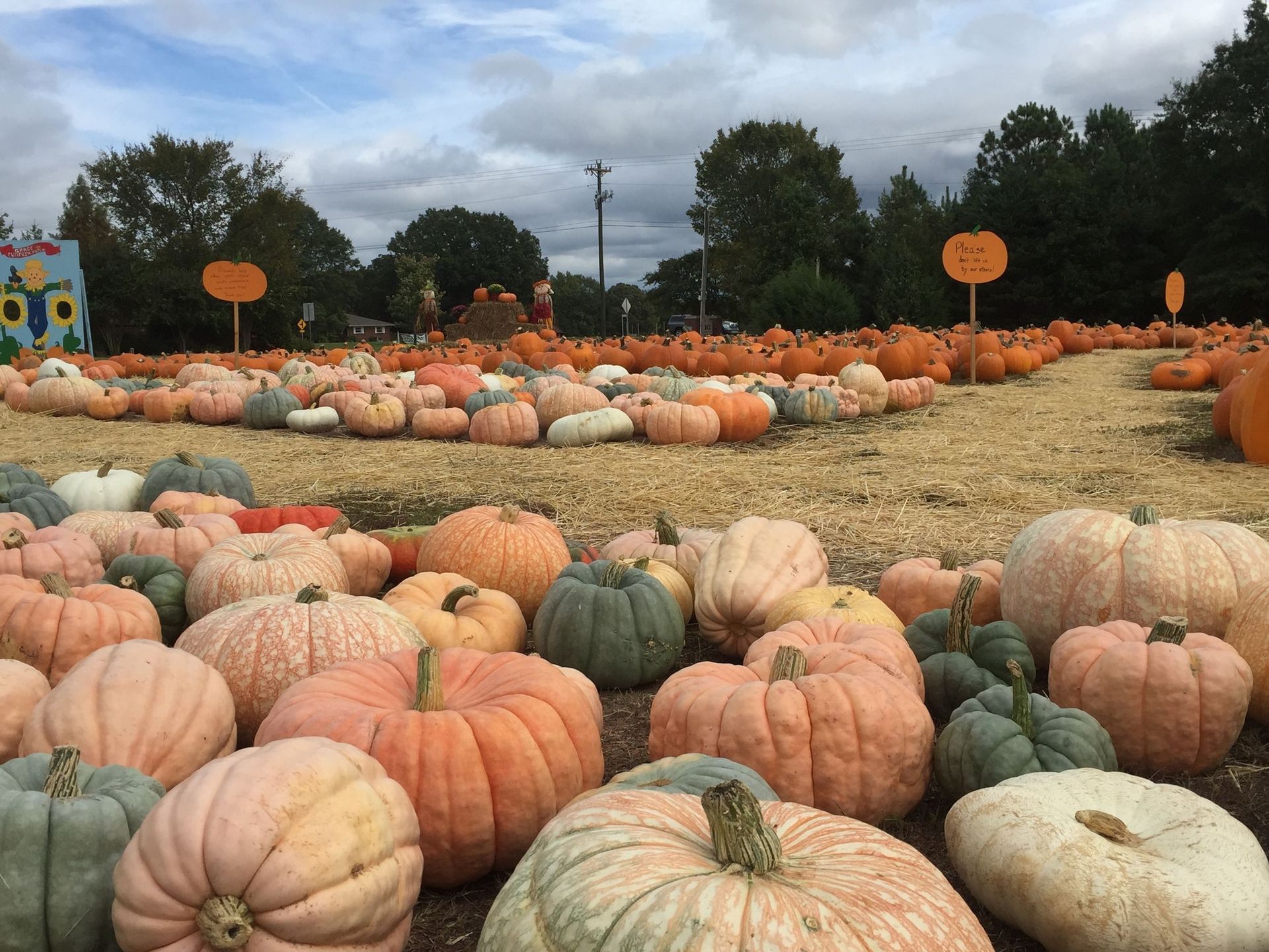 Pumpkin patch with rows of orange, green, and white pumpkins under a cloudy sky