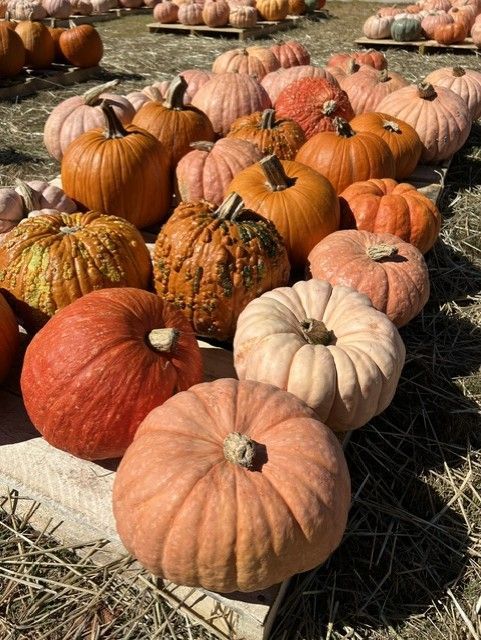 Pumpkins and gourds arranged in rows on hay at an outdoor fall market