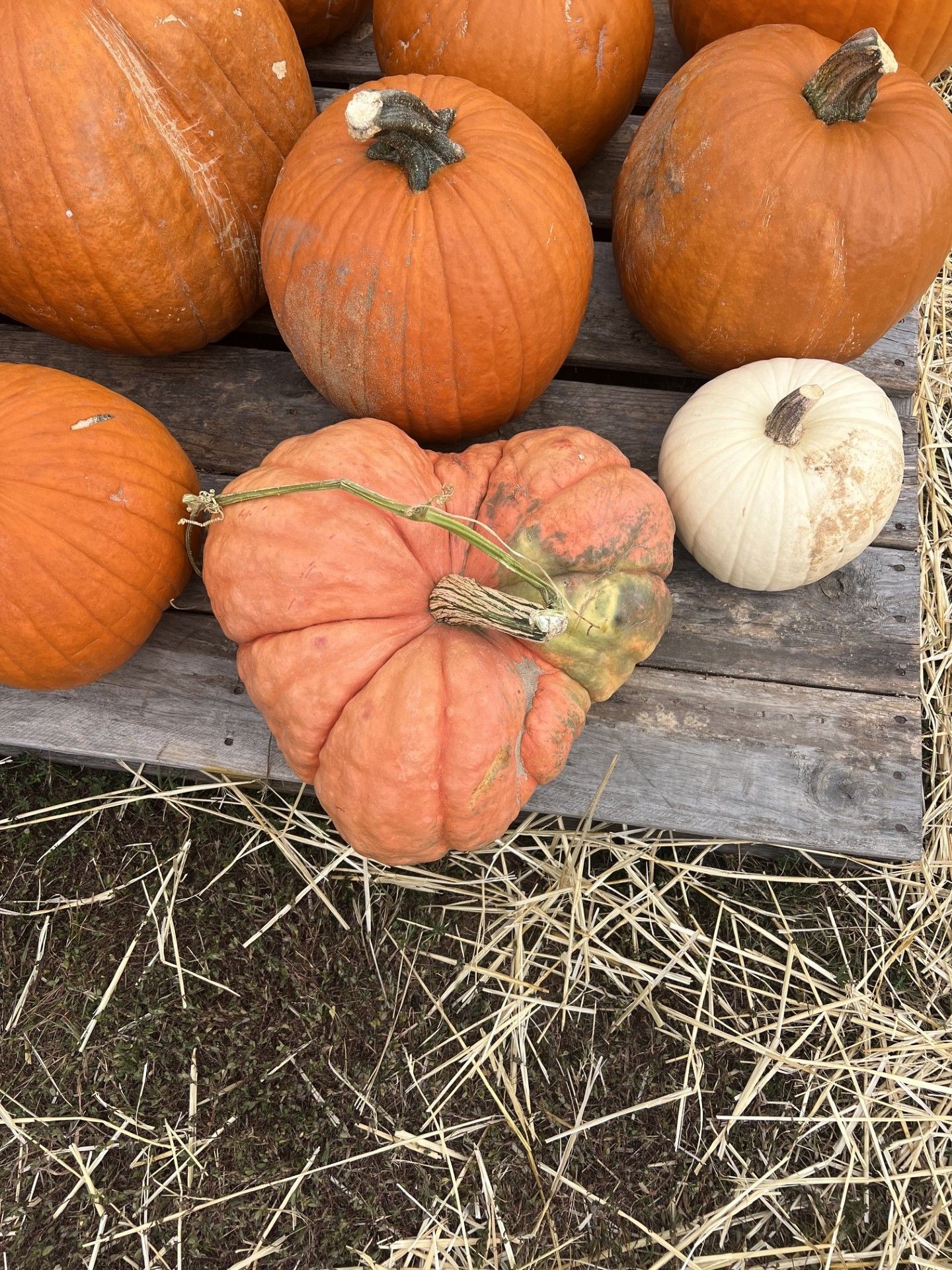 Orange and white pumpkins piled on a wooden pallet over straw