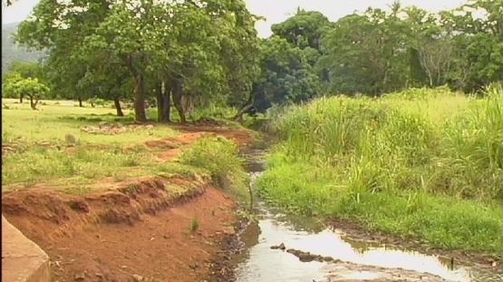 A muddy stream winds through a green grassy field with trees under bright daylight.