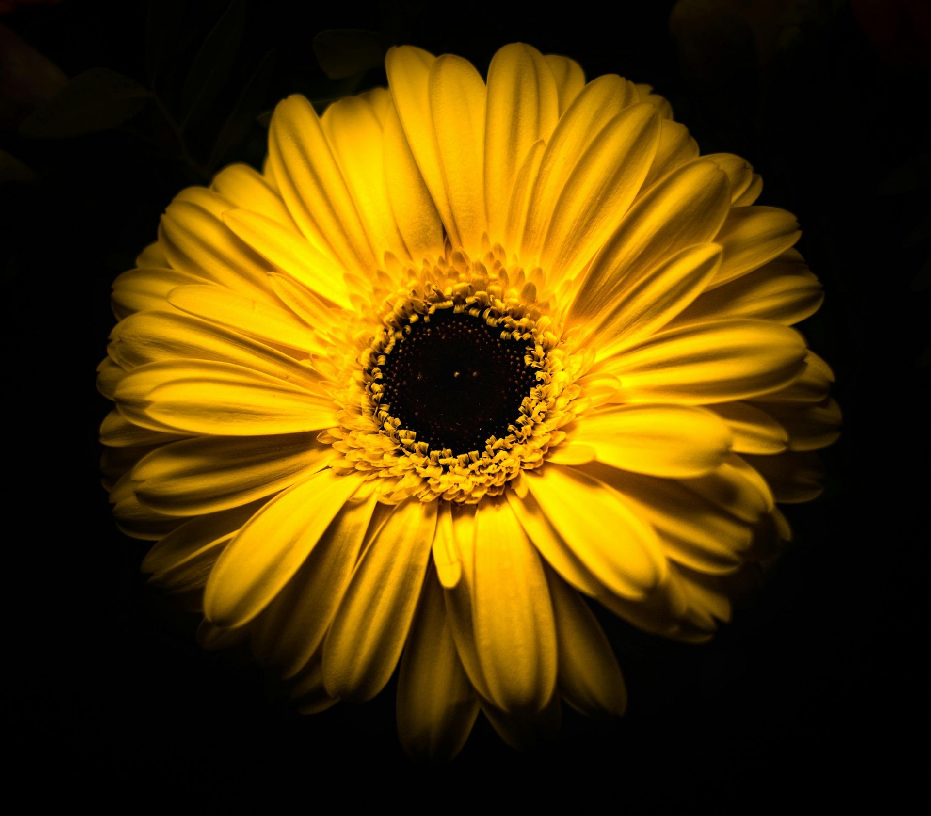sunflower or yellow flower with black center, zoomed in, to represent focusing on one thing