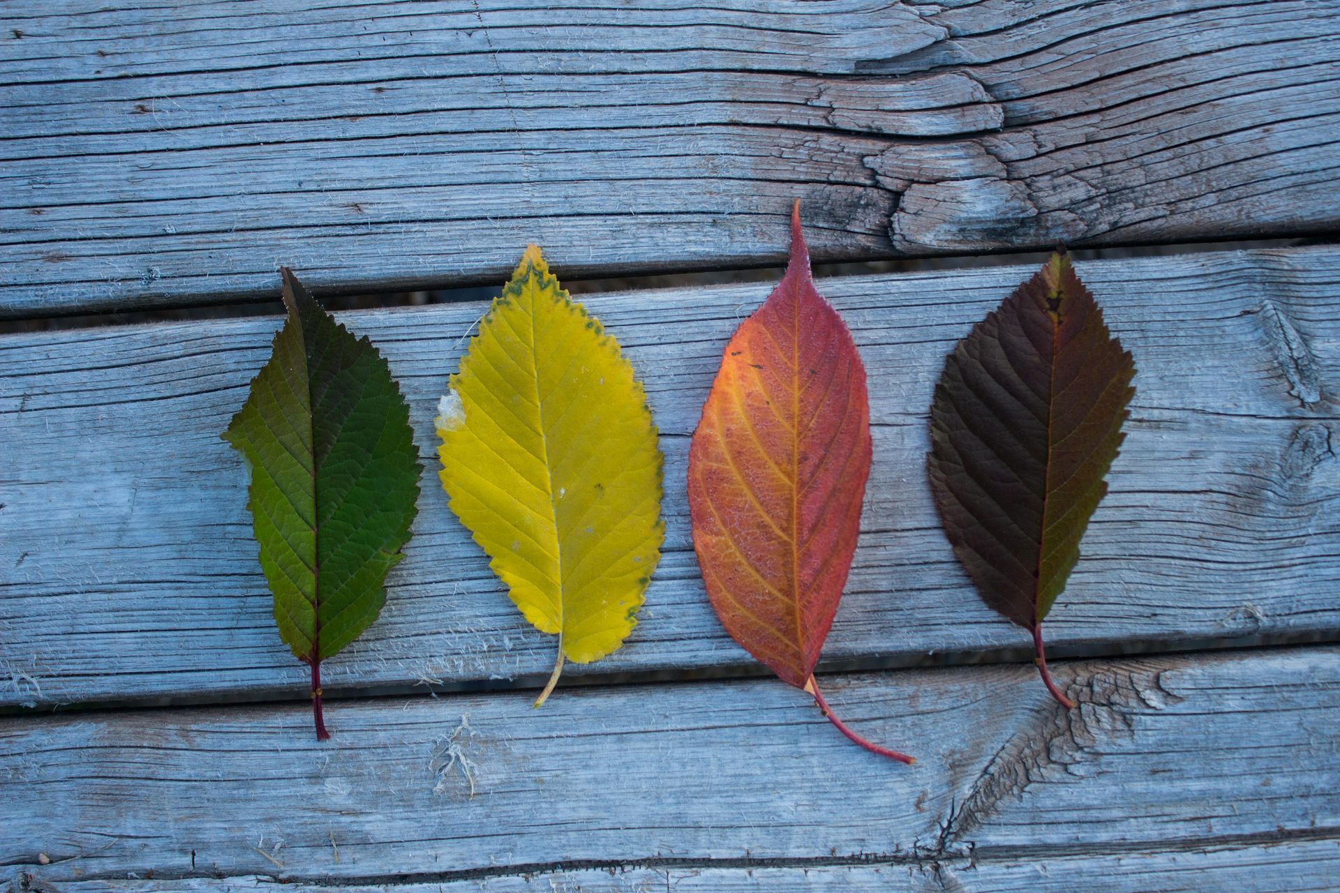 4 leaves in green, yellow, pinkish, and black, representing 4 of the 5 elemental energies. backgroun is wooden slats