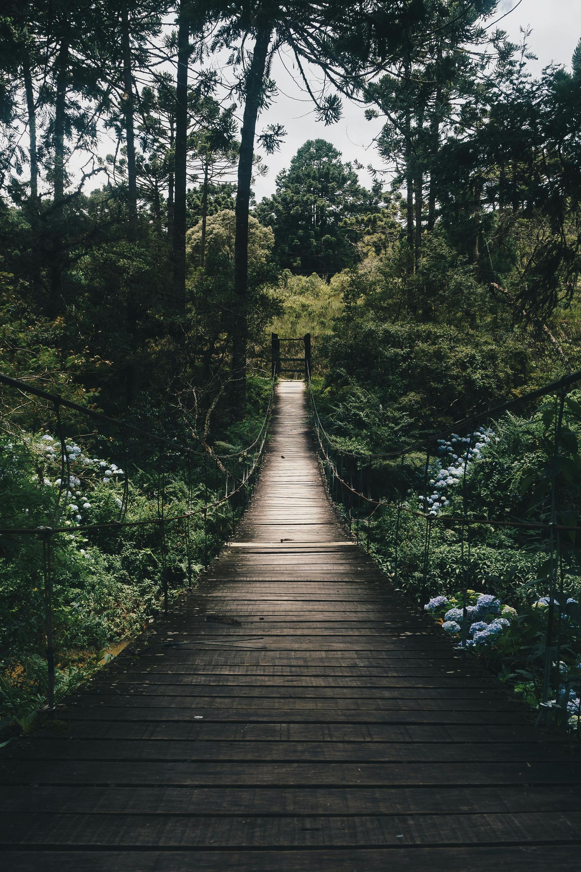 long wooden bridge spanning a forested valley to represent the learning journey