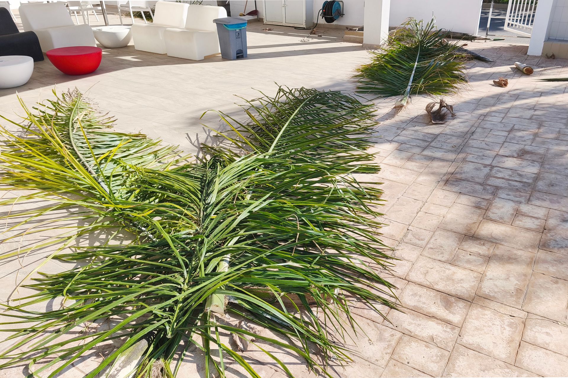 Green palm fronds on a sunlit tiled patio near white outdoor furniture