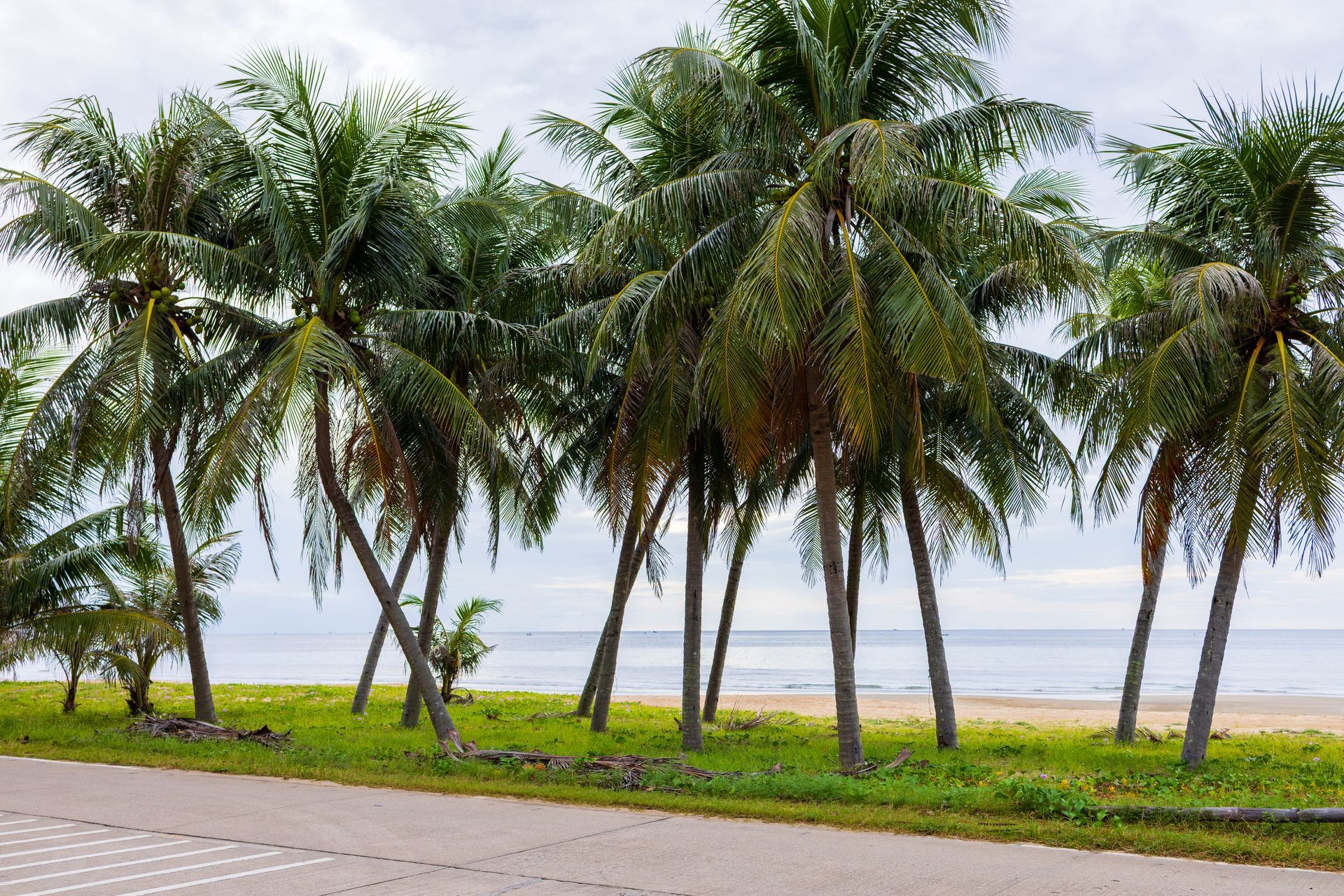 Palm trees along a beach road with ocean in the background